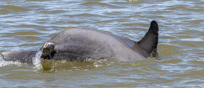 Ten Thousand Islands: Delfin Everglades National Park
