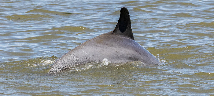 Ten Thousand Islands: Delfin Everglades National Park