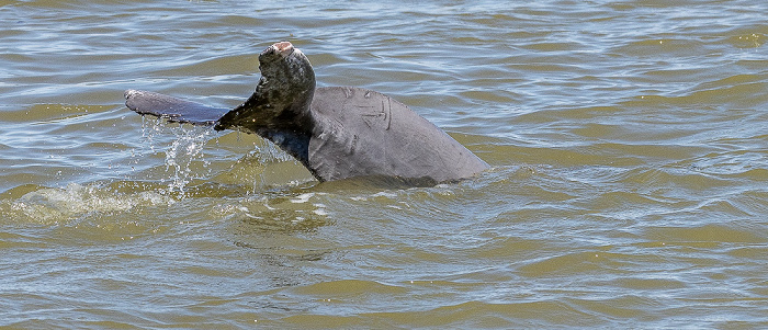 Ten Thousand Islands: Delfin Everglades National Park