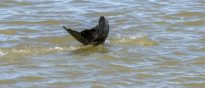 Ten Thousand Islands: Delfin Everglades National Park