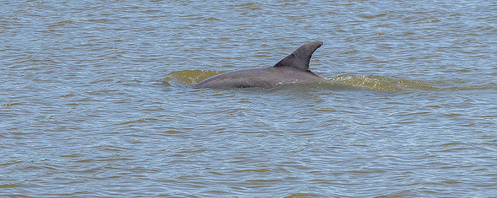 Ten Thousand Islands: Delfin Everglades National Park