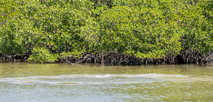 Ten Thousand Islands: Delfin auf der Jagd Everglades National Park