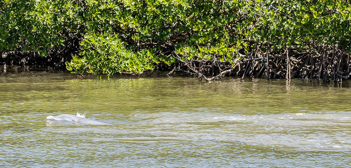 Ten Thousand Islands: Delfin auf der Jagd Everglades National Park