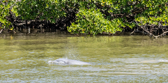 Ten Thousand Islands: Delfin auf der Jagd Everglades National Park