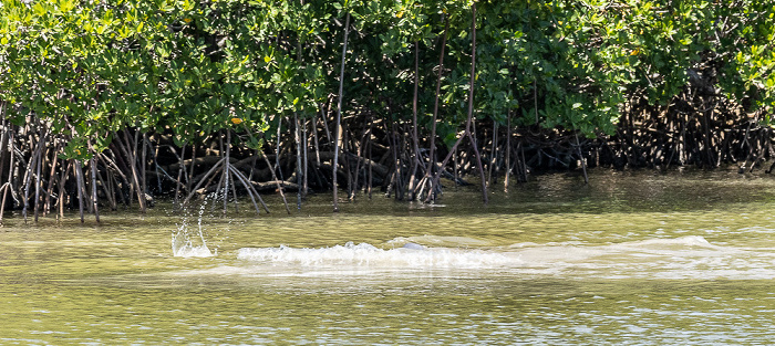 Ten Thousand Islands: Delfin auf der Jagd Everglades National Park