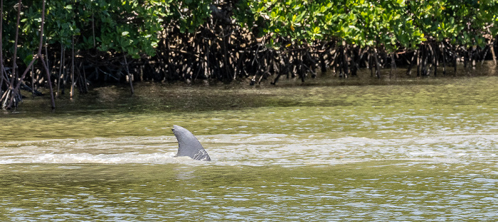 Ten Thousand Islands: Delfin auf der Jagd Everglades National Park