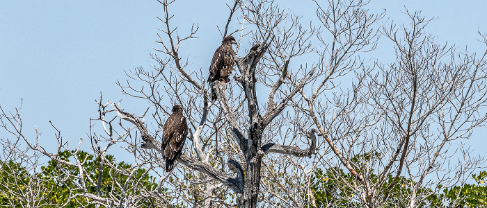 Ten Thousand Islands Everglades National Park