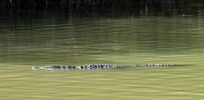 Florida Bay Marina: Spitzkrokodil (American crocodile, Crocodylus acutus) Everglades National Park