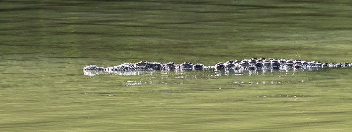 Florida Bay Marina: Spitzkrokodil (American crocodile, Crocodylus acutus) Everglades National Park