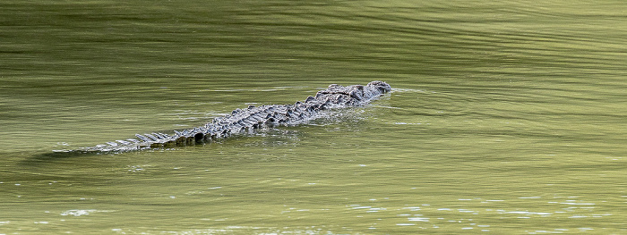 Florida Bay Marina: Spitzkrokodil (American crocodile, Crocodylus acutus) Everglades National Park