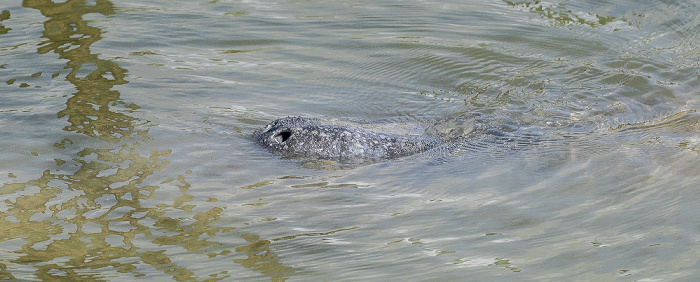 Florida Bay Marina: Karibik-Manati (Trichechus manatus, Rundschwanzseekuh) Everglades National Park