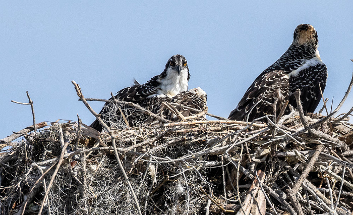 Florida Bay Marina: Nest mit Fischadler (Pandion haliaetus) Everglades National Park