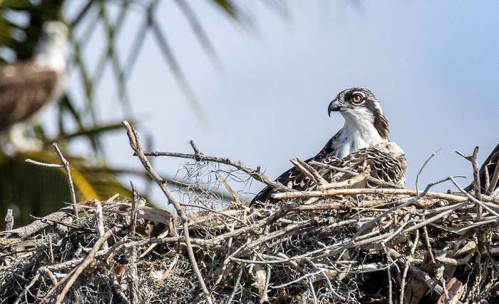 Florida Bay Marina: Nest mit Fischadler (Pandion haliaetus) Everglades National Park
