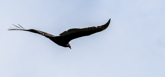 Truthahngeier (Turkey vulture, Cathartes aura) Everglades National Park