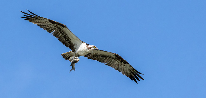 Fischadler (Pandion haliaetus) Everglades National Park