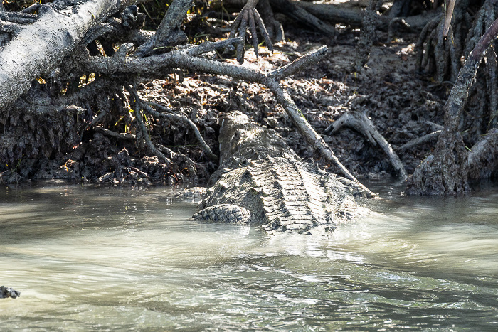 Florida Bay Marina: Spitzkrokodil (American crocodile, Crocodylus acutus) Everglades National Park