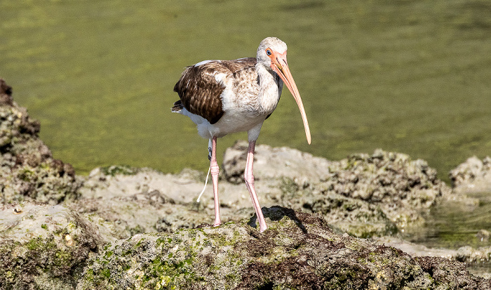 Florida Bay Marina: Schneesichler (American white ibis, Eudocimus albus) Everglades National Park