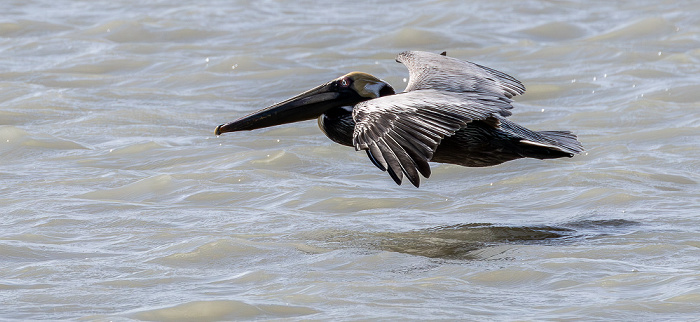 Florida Bay: Braunpelikan (Pelecanus occidentalis) Everglades National Park