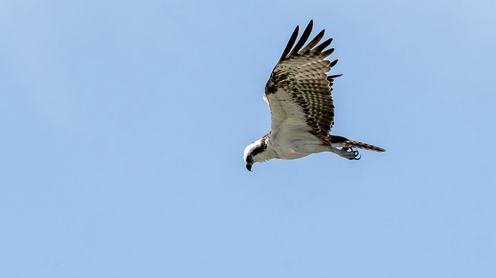 Florida Bay: Fischadler (Pandion haliaetus) Everglades National Park
