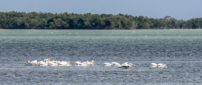 Florida Bay: Nashornpelikane (American white pelican, Pelecanus erythrorhynchos) Everglades National Park