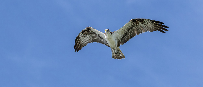 Florida Bay: Fischadler (Pandion haliaetus) Everglades National Park