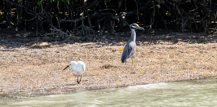 Florida Bay: Murray Key - Seidenreiher (Little egret, Egretta garzetta) (links) Everglades National Park