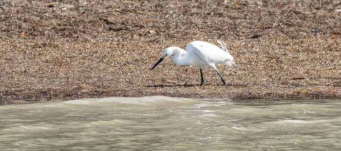 Florida Bay: Murray Key - Seidenreiher (Little egret, Egretta garzetta) Everglades National Park
