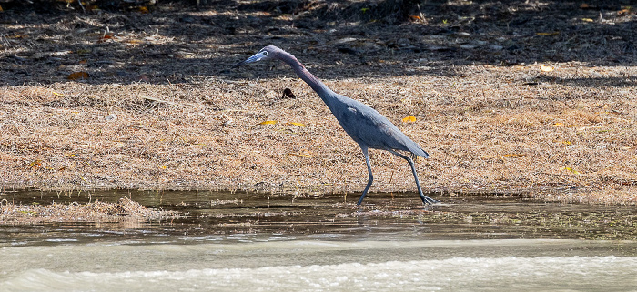 Florida Bay: Murray Key - Blaureiher (Little blue heron, Egretta caerulea) Everglades National Park