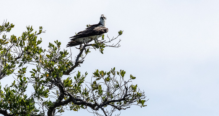Florida Bay: Murray Key - Fischadler (Pandion haliaetus) Everglades National Park