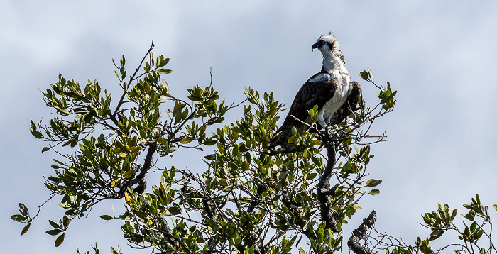 Florida Bay: Murray Key - Fischadler (Pandion haliaetus) Everglades National Park