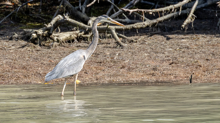 Florida Bay: Murray Key - Kanadareiher (Great blue heron, Ardea herodias) Everglades National Park