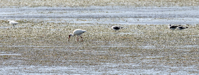 Florida Bay Everglades National Park