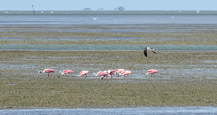 Florida Bay: Rosalöffler (Roseate spoonbill, Platalea ajaja, Ajaia ajaja) Everglades National Park