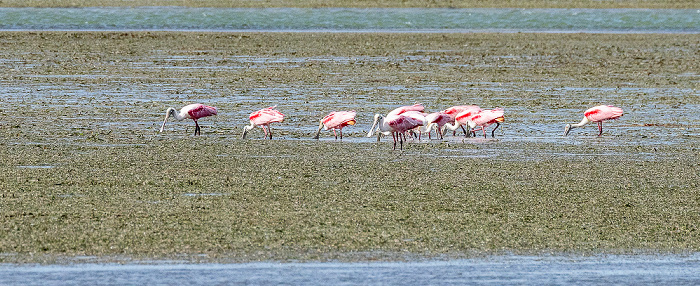 Florida Bay: Rosalöffler (Roseate spoonbill, Platalea ajaja, Ajaia ajaja) Everglades National Park