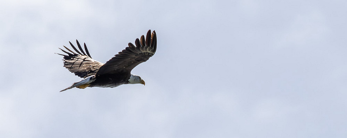 Florida Bay: Weißkopfseeadler (Bald eagle, Haliaeetus leucocephalus) Everglades National Park