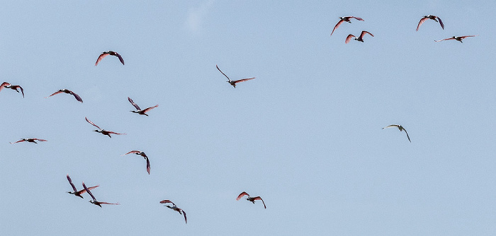 Florida Bay: Rosalöffler (Roseate spoonbill, Platalea ajaja, Ajaia ajaja) Everglades National Park