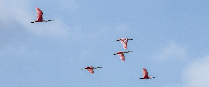 Florida Bay: Rosalöffler (Roseate spoonbill, Platalea ajaja, Ajaia ajaja) Everglades National Park