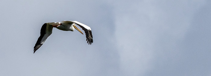 Florida Bay: Nashornpelikane (American white pelican, Pelecanus erythrorhynchos) Everglades National Park