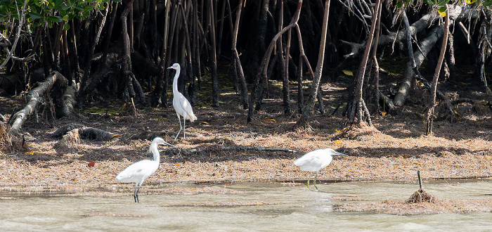 Florida Bay: Murray Key - Reiher Everglades National Park