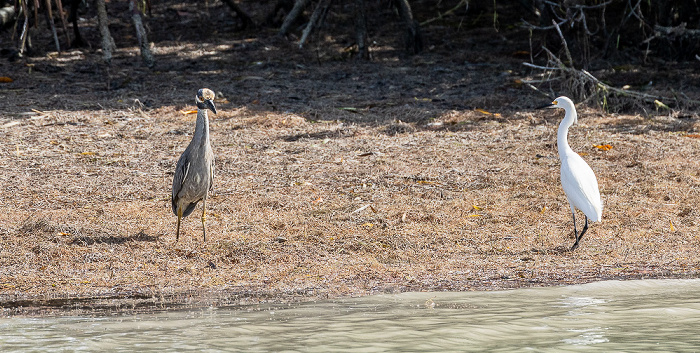 Florida Bay: Murray Key - Reiher Everglades National Park
