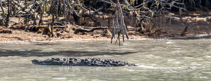 Florida Bay: Murray Key - Spitzkrokodil (American crocodile, Crocodylus acutus) Everglades National Park