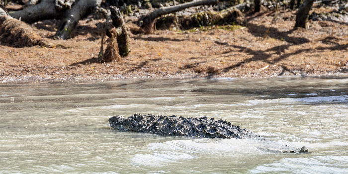 Florida Bay: Murray Key - Spitzkrokodil (American crocodile, Crocodylus acutus) Everglades National Park