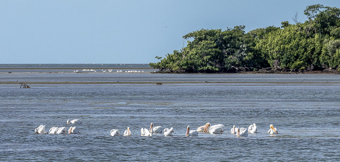 Florida Bay: Murray Key - Nashornpelikane (American white pelican, Pelecanus erythrorhynchos) Everglades National Park
