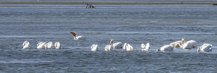 Florida Bay: Nashornpelikane (American white pelican, Pelecanus erythrorhynchos) Everglades National Park