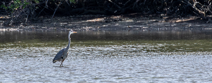 Florida Bay: Murray Key - Reiher Everglades National Park