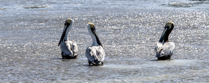 Florida Bay: Braunpelikane (Pelecanus occidentalis) Everglades National Park