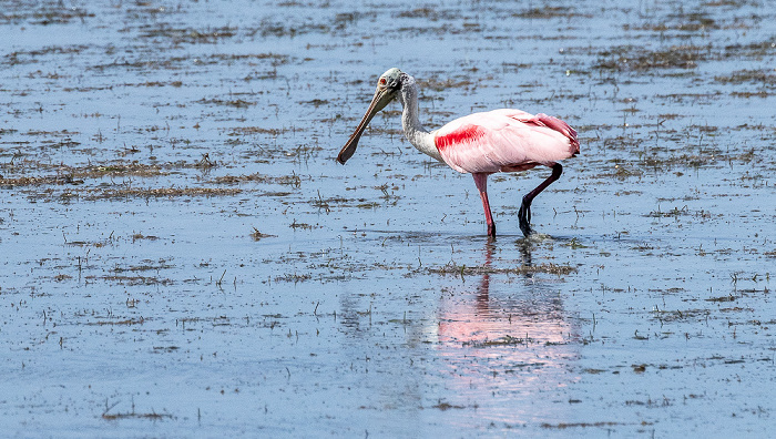 Florida Bay: Rosalöffler (Roseate spoonbill, Platalea ajaja, Ajaia ajaja) Everglades National Park