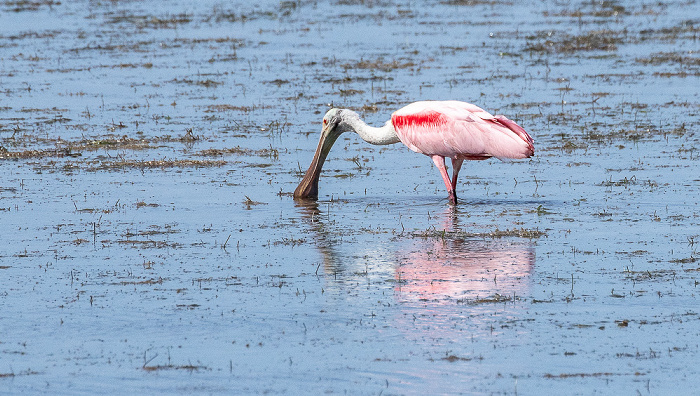 Florida Bay: Rosalöffler (Roseate spoonbill, Platalea ajaja, Ajaia ajaja) Everglades National Park