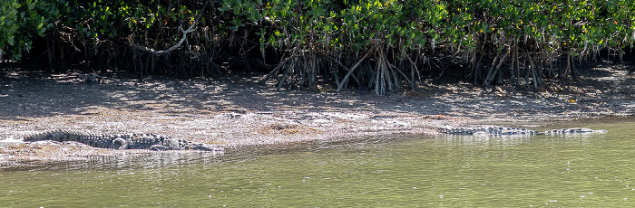 Florida Bay: Friend Key - Spitzkrokodile (American crocodile, Crocodylus acutus) Everglades National Park