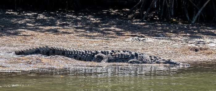 Florida Bay: Friend Key - Spitzkrokodil (American crocodile, Crocodylus acutus) Everglades National Park